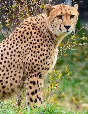 Serengeti-African-cheetah