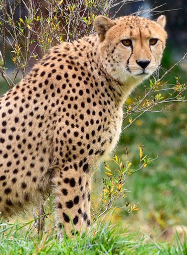 Serengeti private safari-African-cheetah