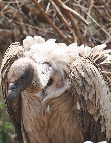 Ugly-five-Vulture-Kenya-safari