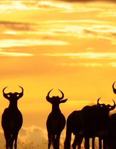 Wildebeest-migration-Serengeti-Tanzania
