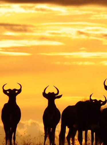 Wildebeest-migration-Serengeti-Tanzania
