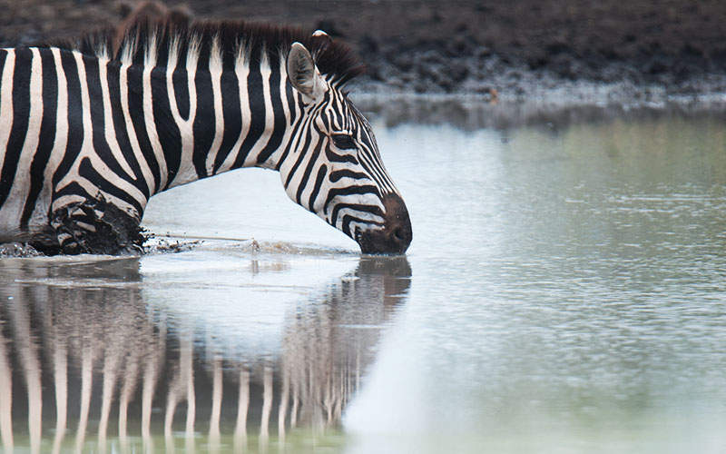 Zebra-drinking-Kenyan-safari