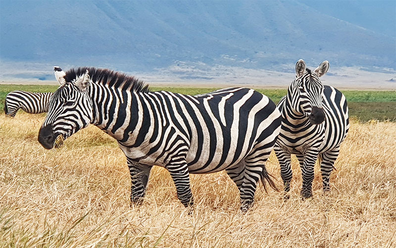 Zebra-in-crater-Ngorongoro