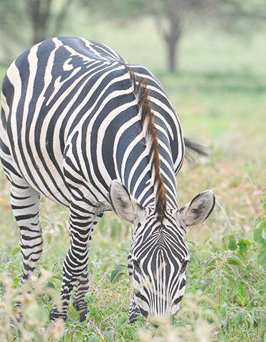 Zebra-in-Serengeti-Tanzania