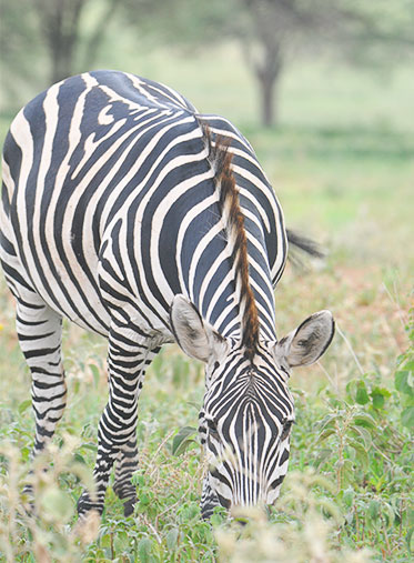 Zebra-in-Serengeti-Tanzania