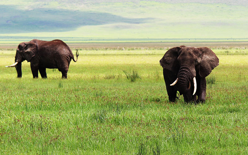 big-elephant-Tanzania-safari