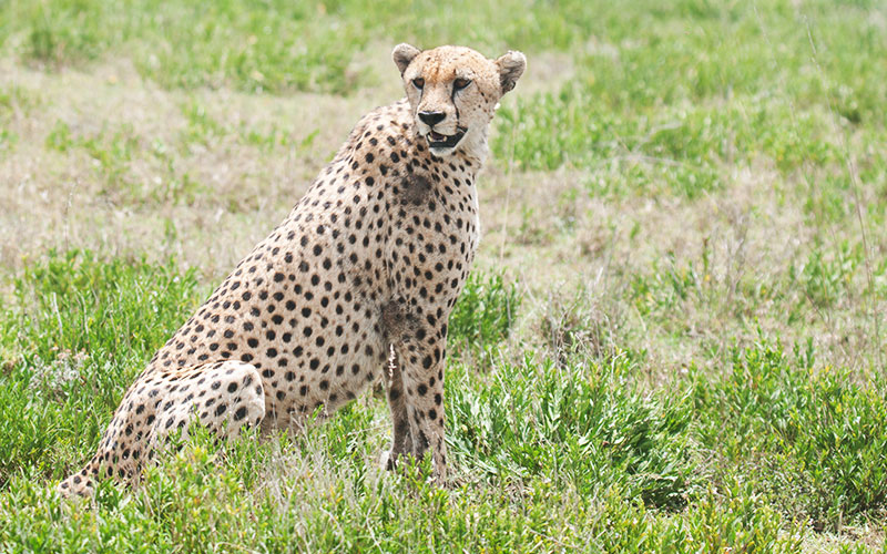 cheetah-in-Tanzania-safari