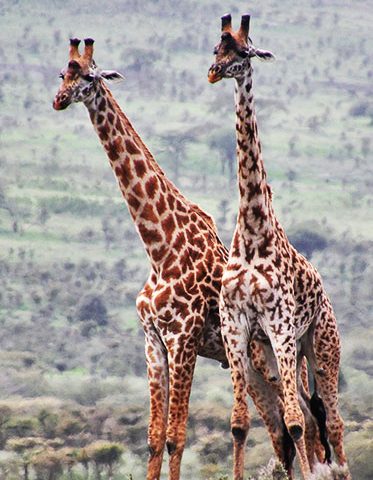giraffe-in-Tanzania-camping-safari