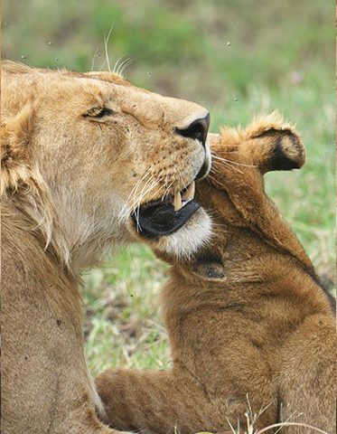 honeymoon-Tanzania-lion-safari