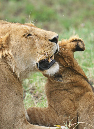 honeymoon-Tanzania-lion-safari
