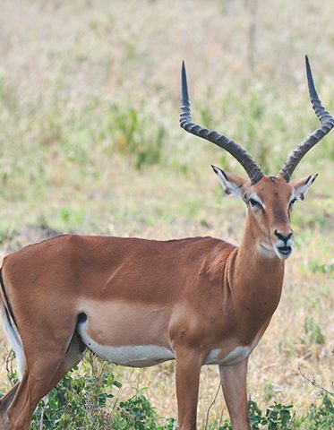 impala-male-Tanzania-Safari