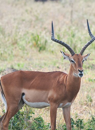 impala-male-Tanzania-Safari