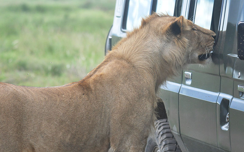 king-lion-in-Tanzania-Safari