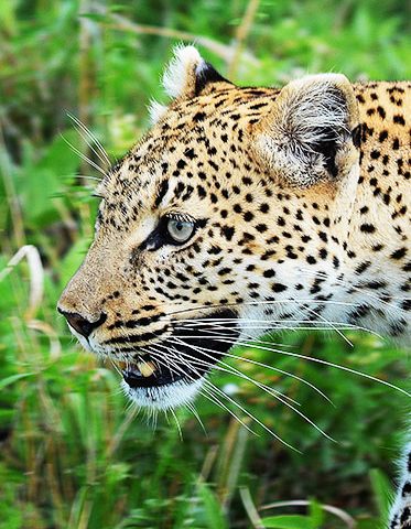 leopard-Tanzania-safari-and-lake-natron