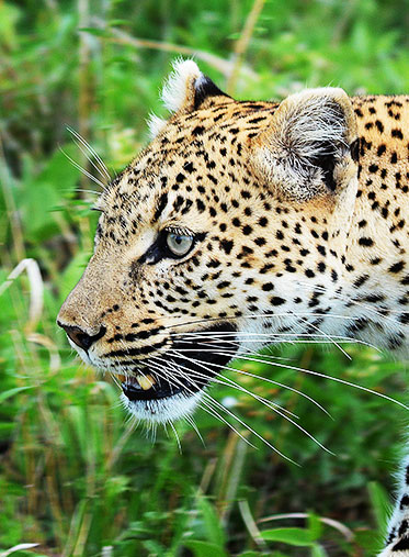 leopard-Tanzania-safari-and-lake-natron