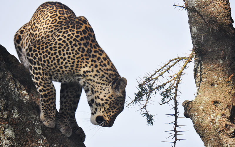 leopard-in-Kenya-Safari