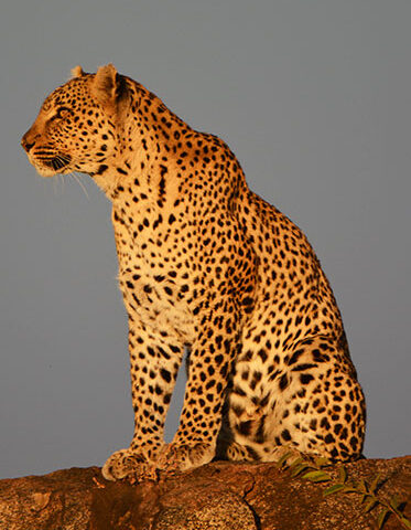 leopard-in-Serengeti-Africa-safari-private