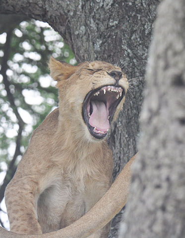 lion-cubs-best-Kenyan-safari