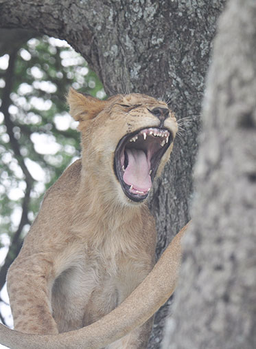 lion-cubs-best-Kenyan-safari