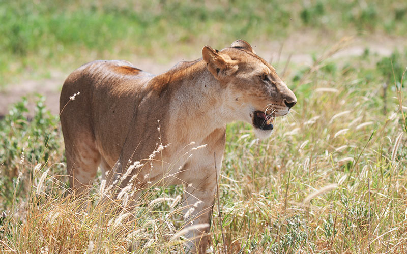 lioness-Safari-in-Kenya