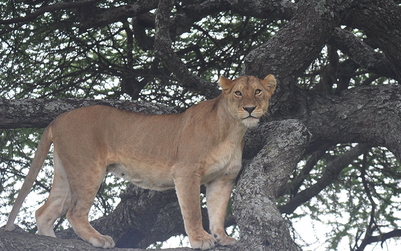 tree-climbing-lion-African honeymoon luxury-Safari