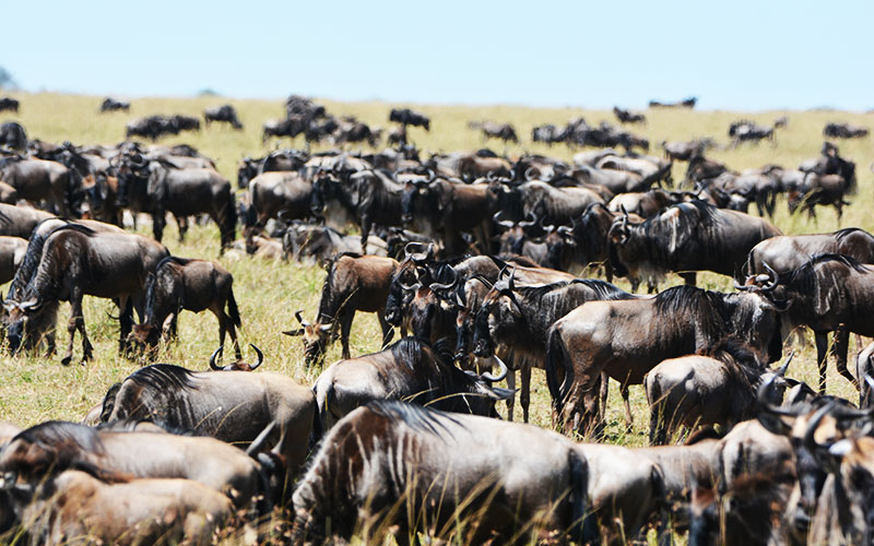wildebeest-Migration-Serengeti-southern