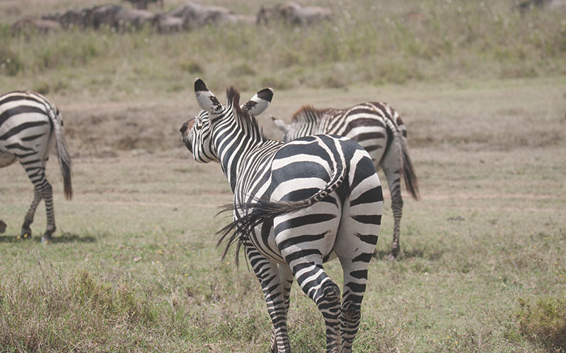 zebra-Tanzania-and-Kenya-safari