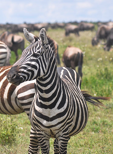 zebra-in-and-Zanzibar Tanzania-safari
