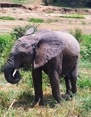 3-day-tanzania-photograper-safari-elephant