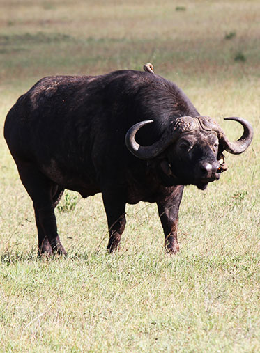 African-cape-buffalo-mkomanzi-sanctuary-safari