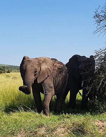African-elephant-Tanzania-Camping-Safari
