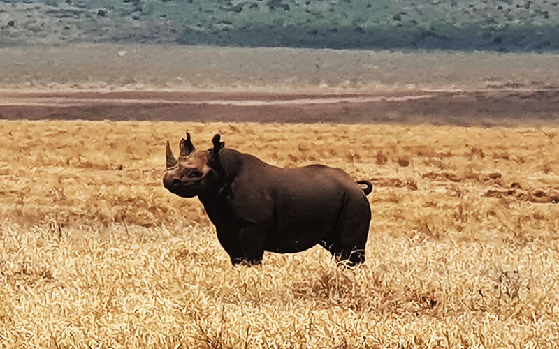 Black-rhino-luxury-safari