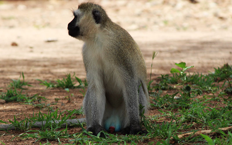 Blue-ball-monkey-in-Tanzania Private photographer-safari