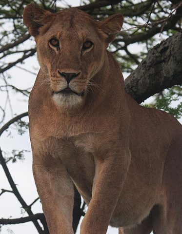 Budget-Tanzania-safari-adult-lioness