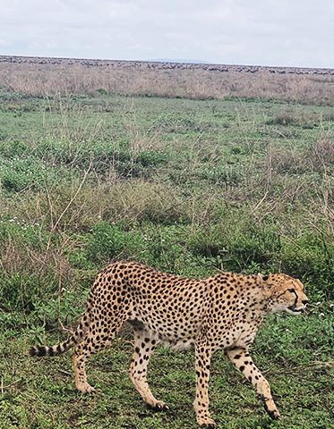 Cheetah-in-Tanzania-family-safari
