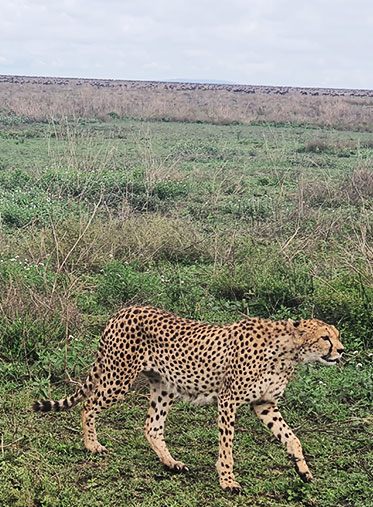Cheetah-in-Tanzania-family-safari