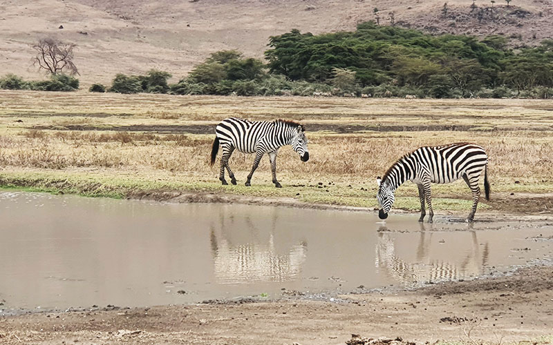 Crater-Zebra-Tanzania-Camping-Safari