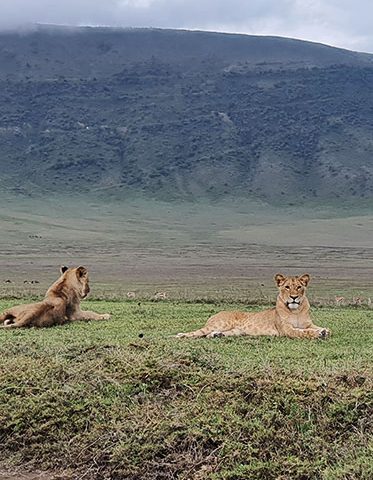 Crater-lion-Tanzania-family-Experience-safari