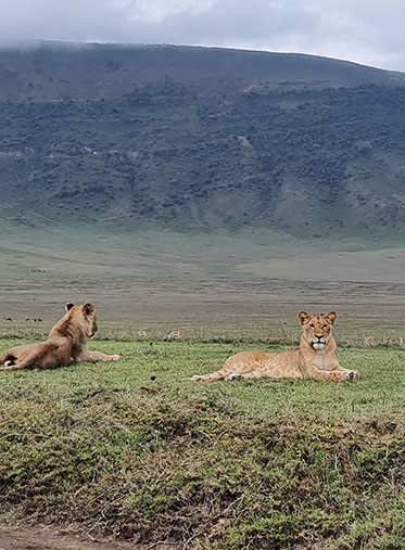 Crater-lion-Tanzania-family-Experience-safari