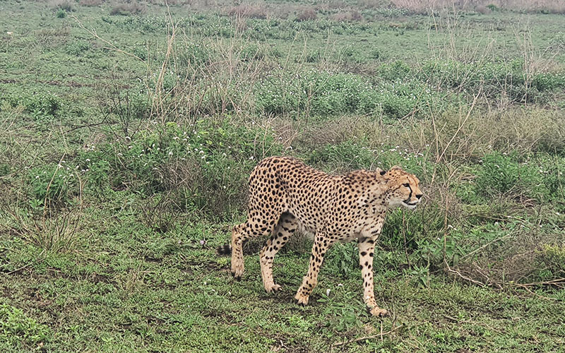 Duma-Tanzania-luxury-Safari
