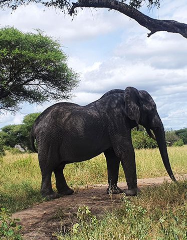 Elephant-Bull-Tanzania-family-safari-Extra-guide
