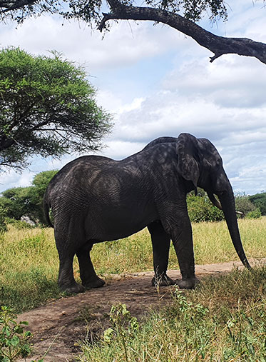 Elephant-Bull-Tanzania-family-safari-Extra-guide