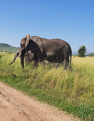 Elephant-crossing-Tanzania-southern-luxury-safari