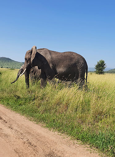 Elephant-crossing-Tanzania-southern-luxury-safari