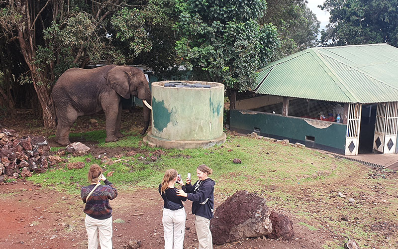 Elephant-visiting-Tanzania-Camping-Safari