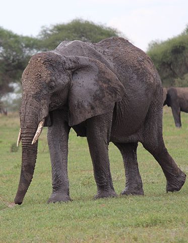 Female-African-elephant-photographic-safari