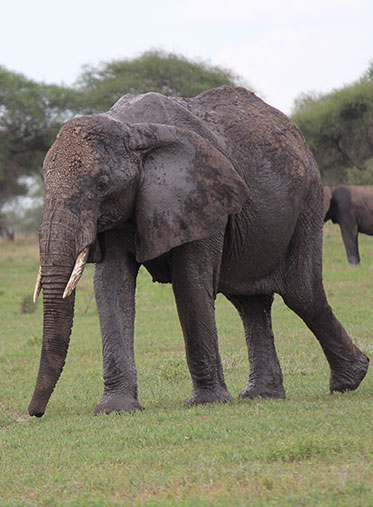 Female-African-elephant-photographic-safari