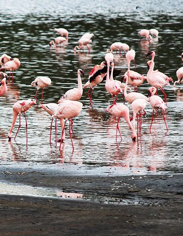 Flamingo-Natron-and-Serengeti-safari