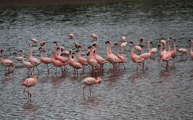 Flamingo-Tanzania-private-birdlife-safari