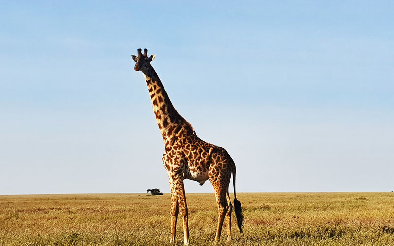 Giraffe-Tanzania-Budget-safari